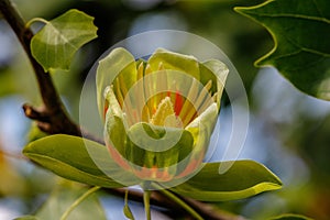 Flowers of an American tulip tree in early summer