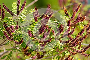 The flowers of Amorpha fruticosa