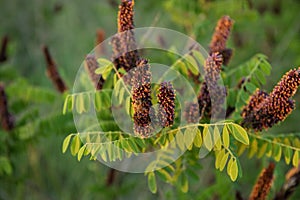 The flowers of Amorpha fruticosa the desert false indigo