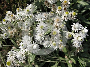 Flowers Anaphalis margaritacea.