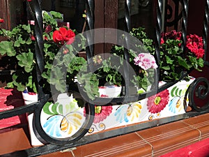 Flowers in Andalucian flowerbox