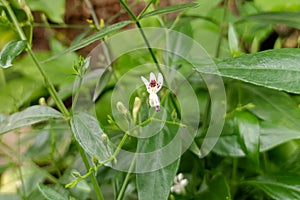 Flowers of Andrographis paniculata herbs on a fresh plant