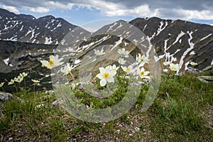 Flowers Anemone alpina in the wild. Western Tatras. Slovakia