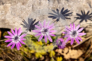 The flowers of Anemone hortensis