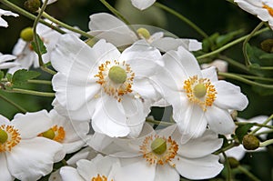 Flowers of Anemone Hupehensis or Japanese Anemone