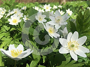 Flowers of an anemony dubravny.