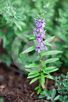 Flowers of a Angelonia biflora Benth photo