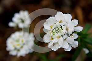 Flowers of Annual Candytuft, Iberis Amara