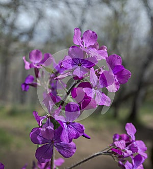 Flowers of annual honesty, Lunaria annua