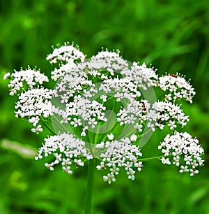 Flowers with ant.