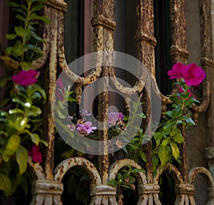 Flowers in an antique window with rusted iron bars