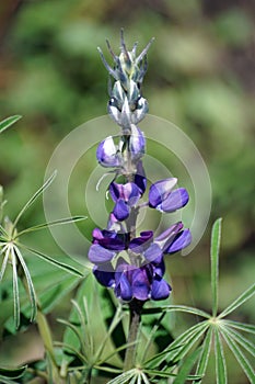 Flowers in the Antisana Ecological Reserve