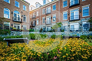 Flowers and apartment buildings in Alexandria, Virginia. photo