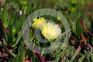 Flowers at Ñape Cabo da Roca, Portugal