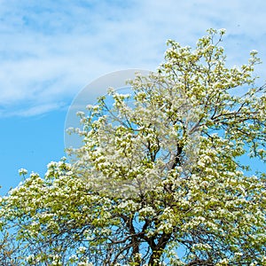 flowers of apple