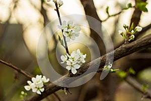 Flowers of apple