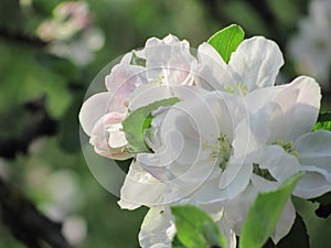 Flowers of apple