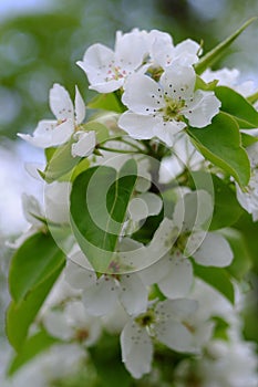 Flowers of apple among leaves close