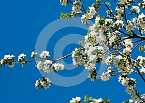 Flowers of apple Spring. apple Trees in Blossom.