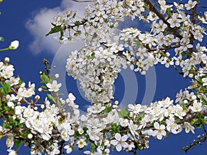 Flowers of apple-tree