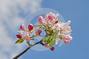Flowers of apple tree against blue sky