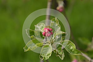 Flowers of an apple tree on a branch. Blooming apple tree.