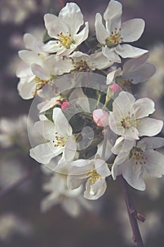 Flowers of apple tree on the branches in the garden with gentle toning