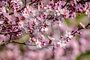 Flowers of apple tree on a bulr background