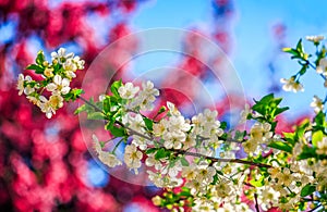 Flowers of apple tree on a bulr background