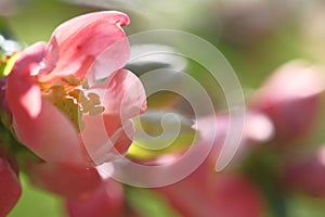 Flowers of the apple tree are pink