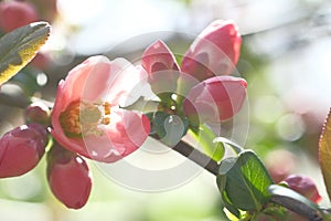 Flowers of the apple tree are pink