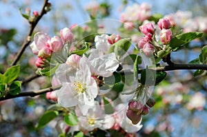 Flowers of an apple tree.