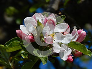 Flowers on the apple tree in spring photo