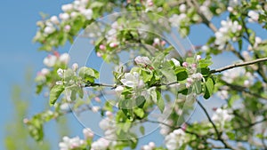 Flowers of the apple tree tremble in the spring breeze in the rays of the sun.