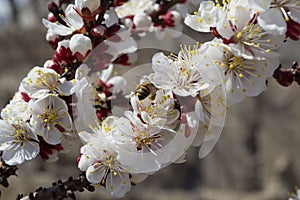 Flowers of apricot, spring in Balykchy town