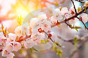 Flowers apricot tree in spring covered last snow