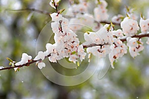 Flowers apricot tree in spring covered last snow