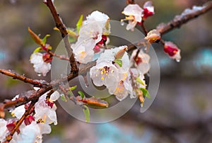 Flowers apricot tree in spring covered last snow