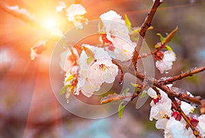 Flowers apricot tree in spring covered last snow