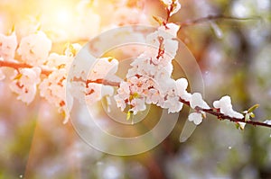 Flowers apricot tree in spring covered last snow