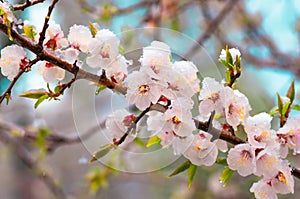 Flowers apricot tree in spring covered last snow