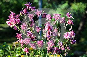Flowers of  Aquilegia vulgaris  European columbine, Common columbine, Granny`s nightcap, Granny`s bonnet