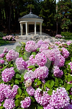 Flowers on arbour background