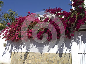 Flowers and Architecture in Nerja Spain