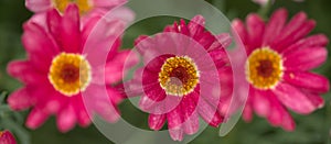 Flowers of Argyranthemum, marguerite daisy endemic to the Canary Islands photo