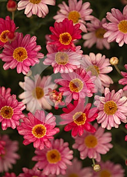 Flowers of Argyranthemum, marguerite daisy endemic to the Canary Islands photo