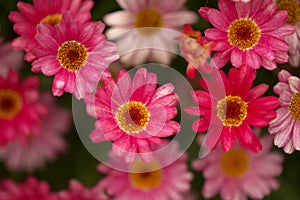 Flowers of Argyranthemum, marguerite daisy endemic to the Canary Islands photo