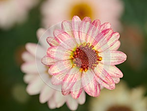 Flowers of Argyranthemum, marguerite daisy endemic to the Canary Islands photo
