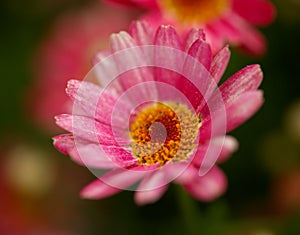 Flowers of Argyranthemum, marguerite daisy endemic to the Canary Islands photo