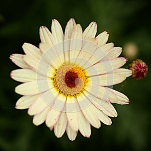 Flowers of Argyranthemum, marguerite daisy endemic to the Canary Islands photo